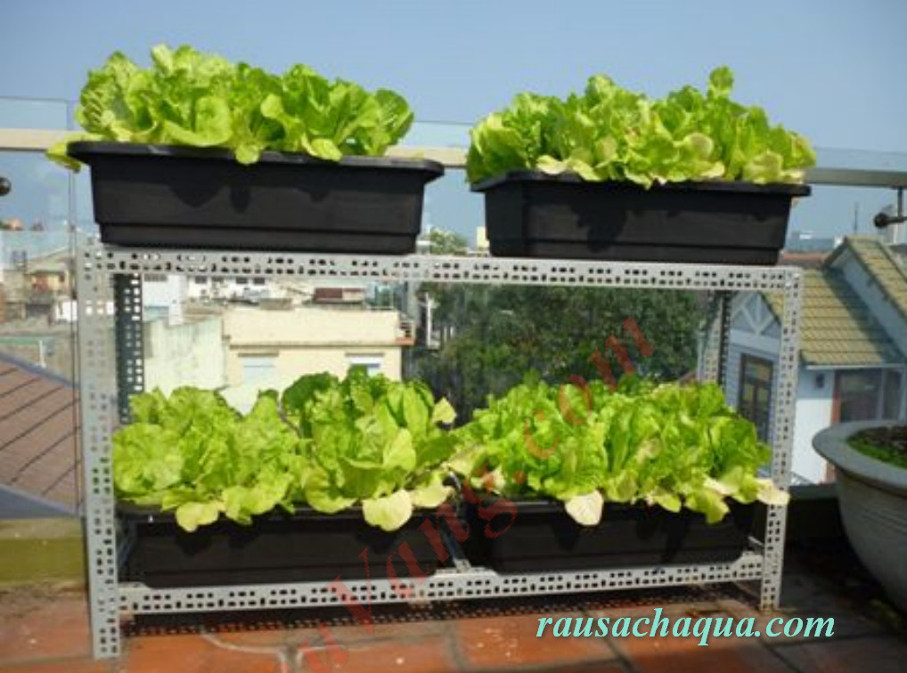 Trồng rau sạch tại nhà Xà lách đã có thể thu hoạch