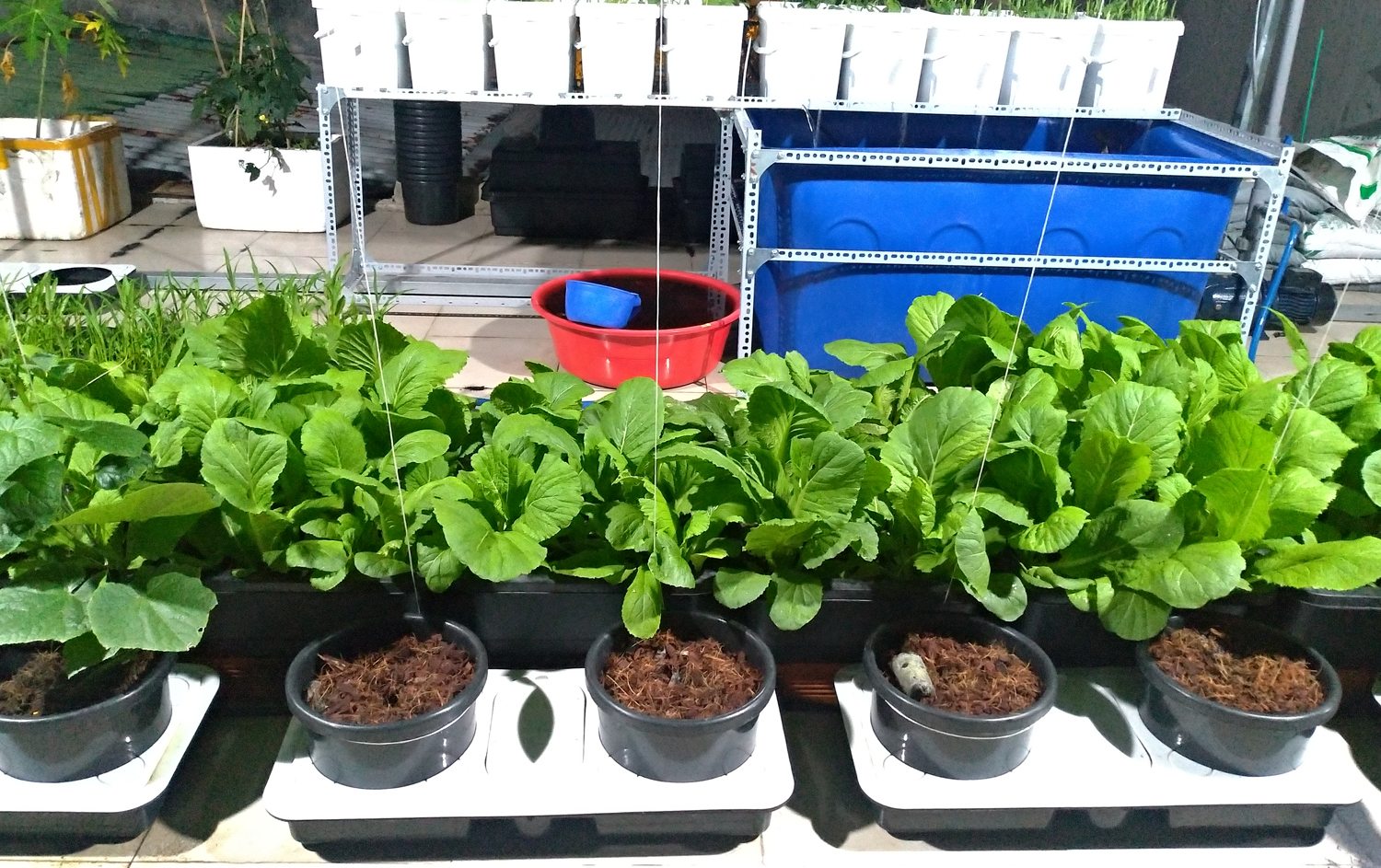 Mô hình trồng rau nuôi cá trên sân thượng của chàng trai Sài Thành  Trồng  rau sạch tự động tại nhà  Aquaponics