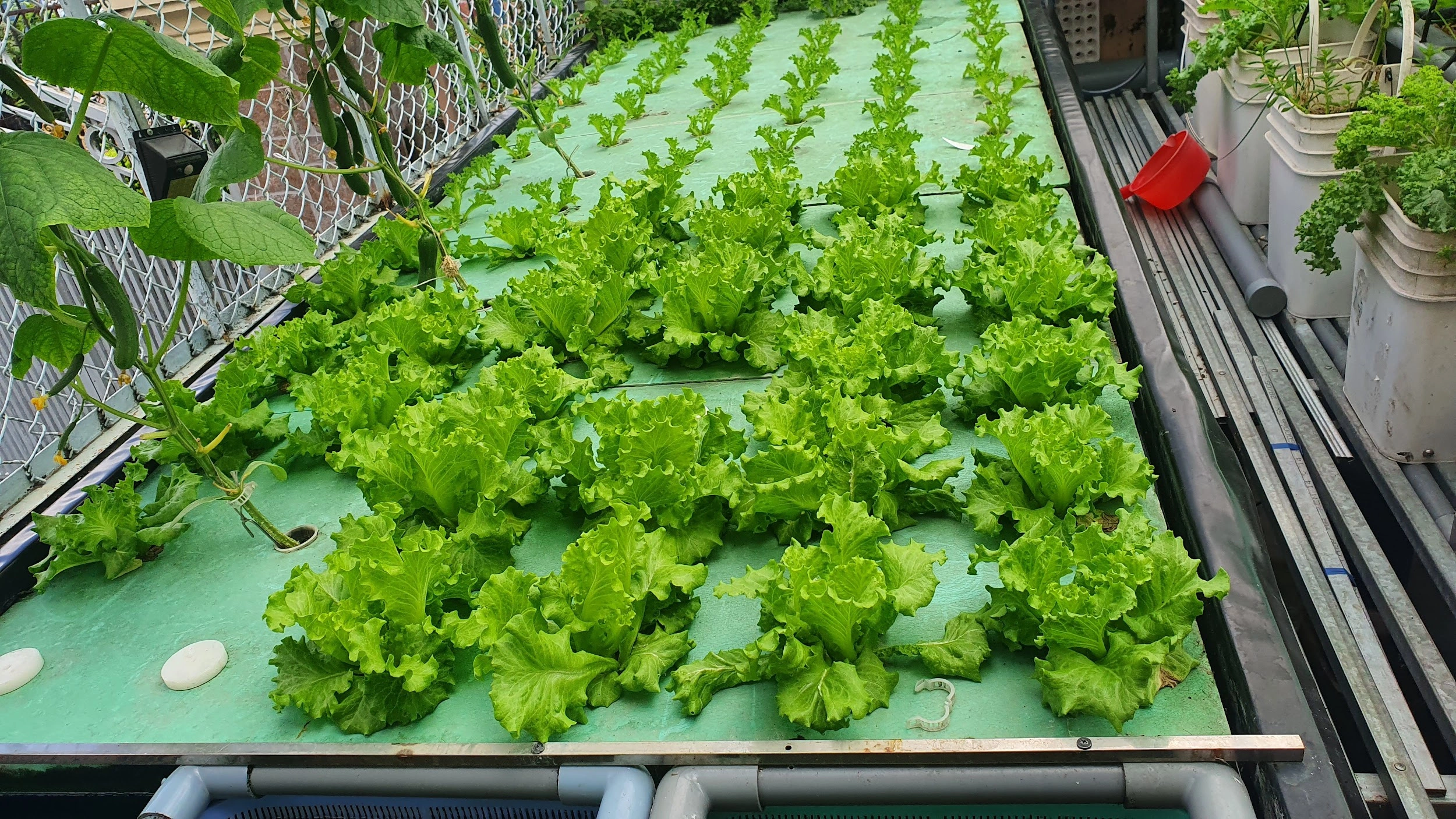 Aquaponics bè nổi nước sâu