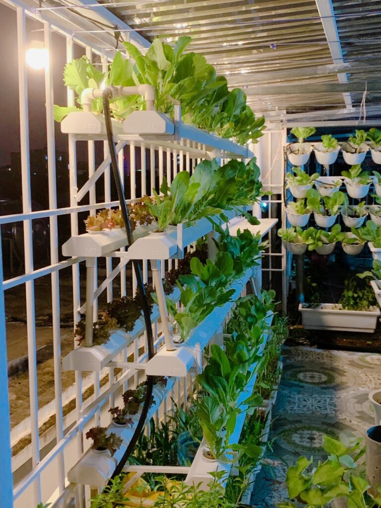 Ứng dụng mô hình thuỷ canh để trồng rau sạch tại hộ gia đình ở Việt Nam Thuỷ canh được ứng dụng trồng lấy rau sạch tại các hộ gia đình