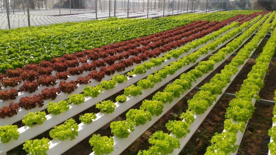 Ứng dụng thuỷ canh trong các trang trại hiện nay Mô hình trồng rau thuỷ canh trang trại phổ biến hiện nay