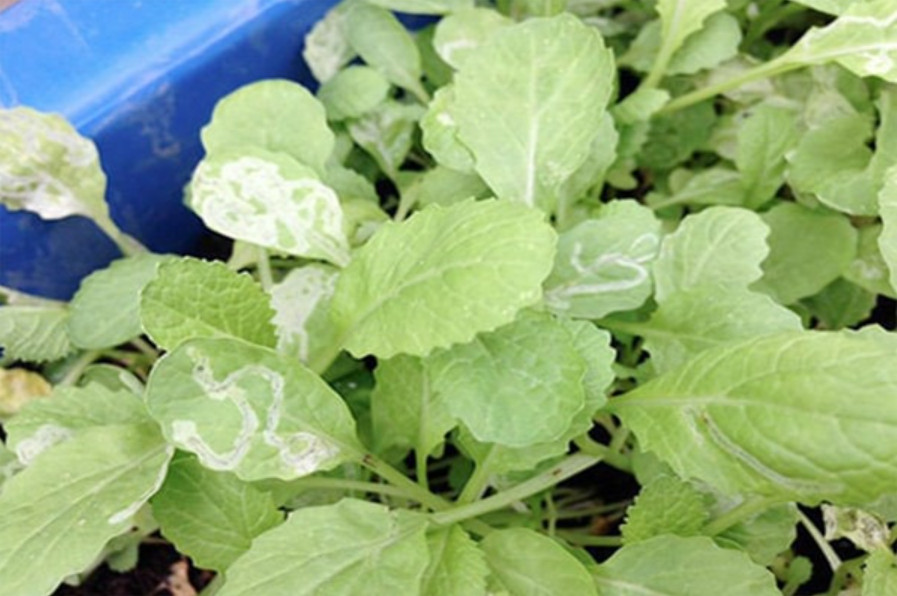 Nhận biết sâu vẽ bùa