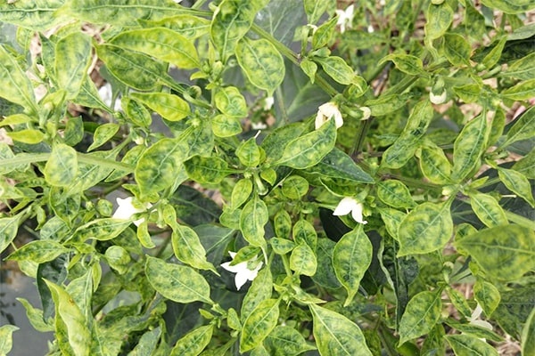 Ớt chỉ thiên bị xoăn lá, khảm lá