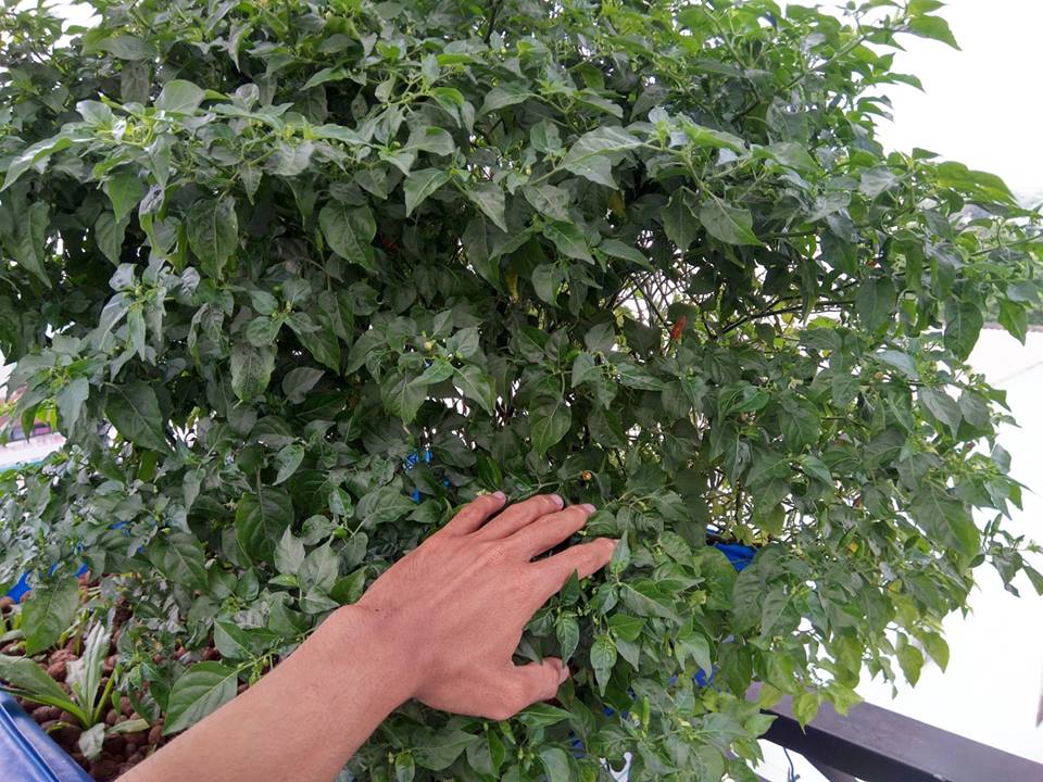 Ớt chỉ thiên trồng trong aquaponics