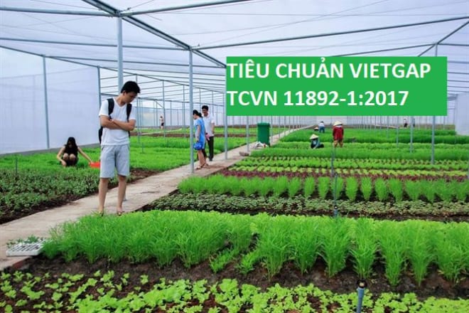 Tiêu chuẩn VietGap