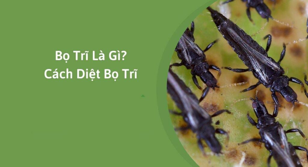 Bọ trĩ - Cách phòng trị bọ trĩ