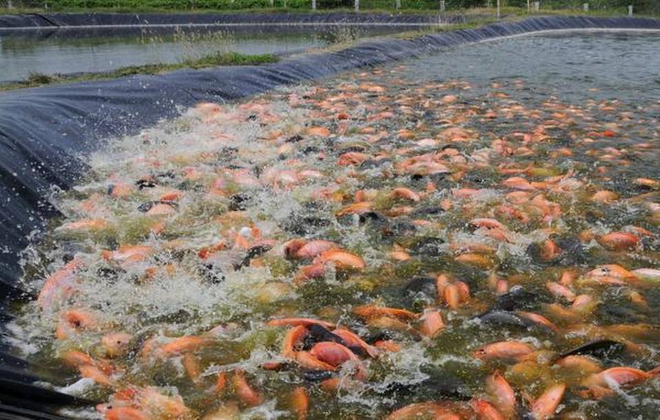 Chuẩn bị ao nuôi thả cá điêu hồng Chuẩn bị ao nuôi thả cá điêu hồng