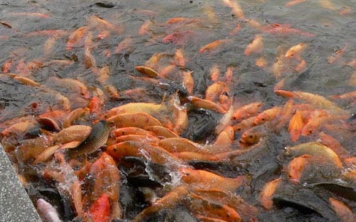 Kỹ thuật nuôi cá diêu hồng Kỹ thuật nuôi cá diêu hồng