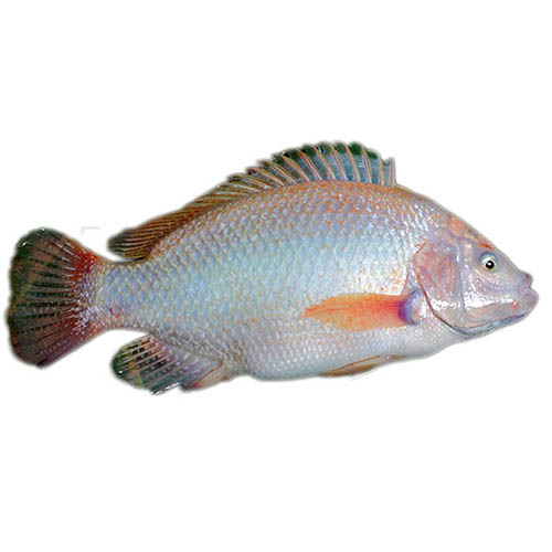 Kỹ thuật nuôi cá diêu hồng
